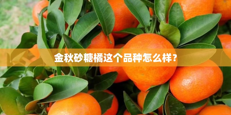 金秋砂糖橘这个品种怎么样？