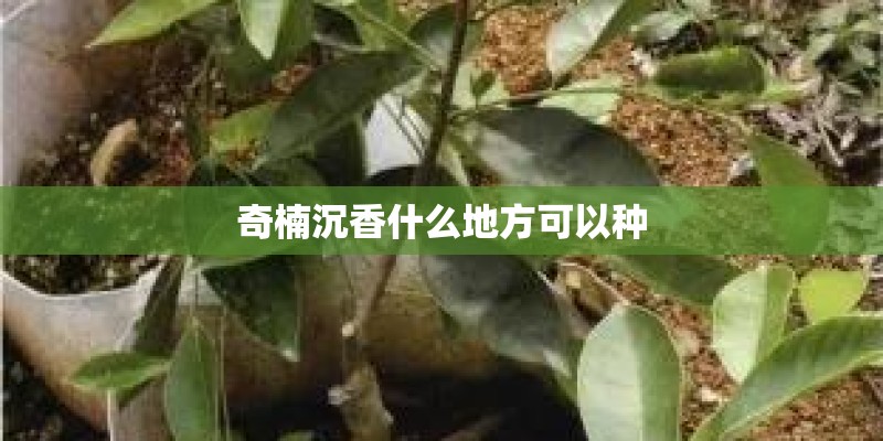奇楠沉香什么地方可以种