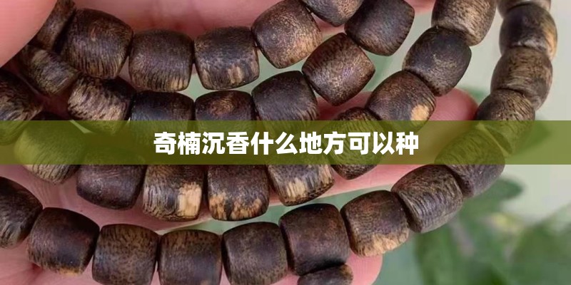 奇楠沉香什么地方可以种