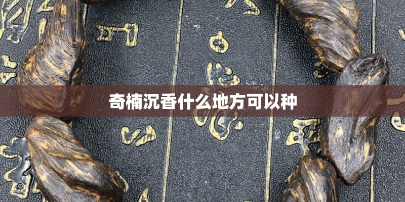 奇楠沉香什么地方可以种