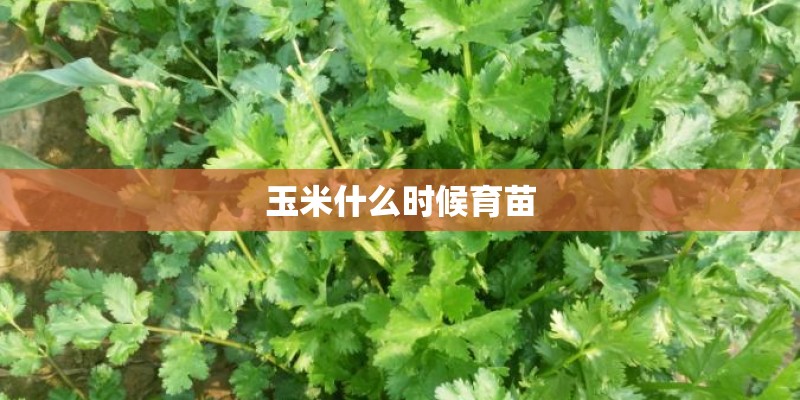 玉米什么时候育苗