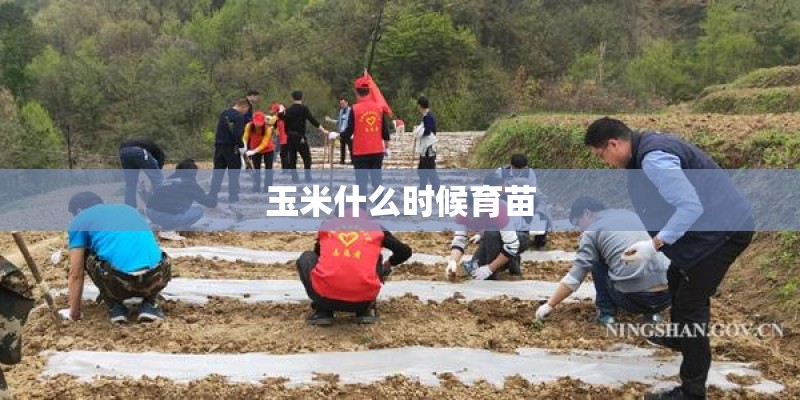 玉米什么时候育苗
