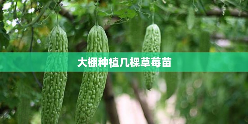 大棚种植几棵草莓苗