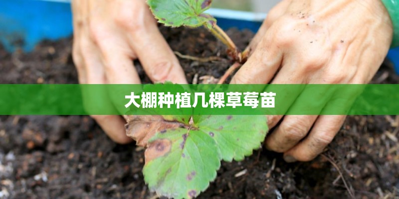 大棚种植几棵草莓苗