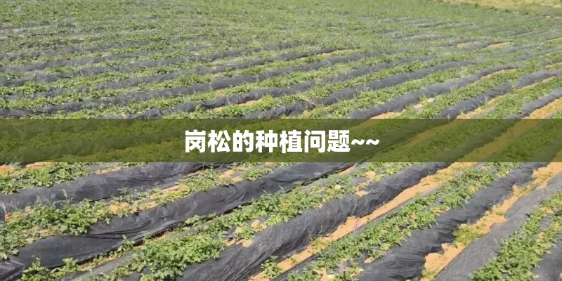 岗松的种植问题~~