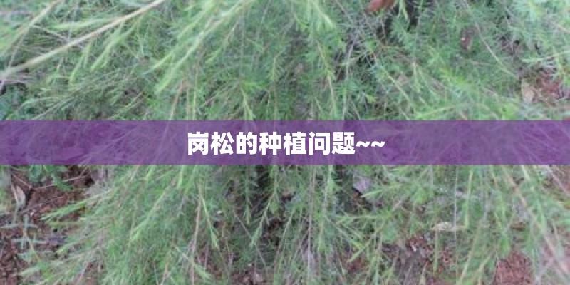 岗松的种植问题~~