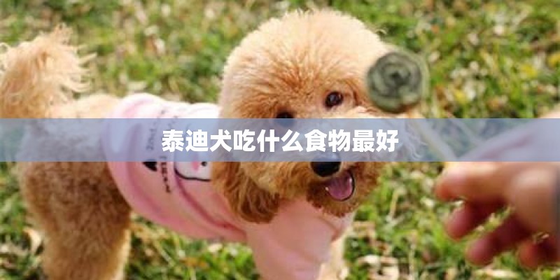 泰迪犬吃什么食物最好