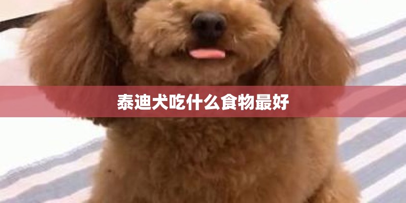 泰迪犬吃什么食物最好
