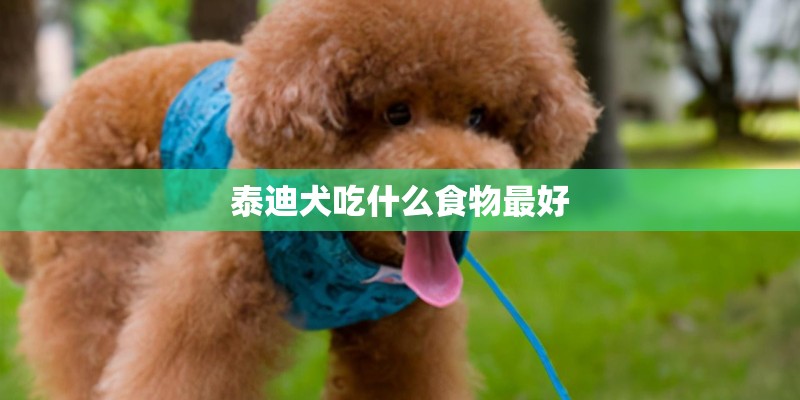 泰迪犬吃什么食物最好