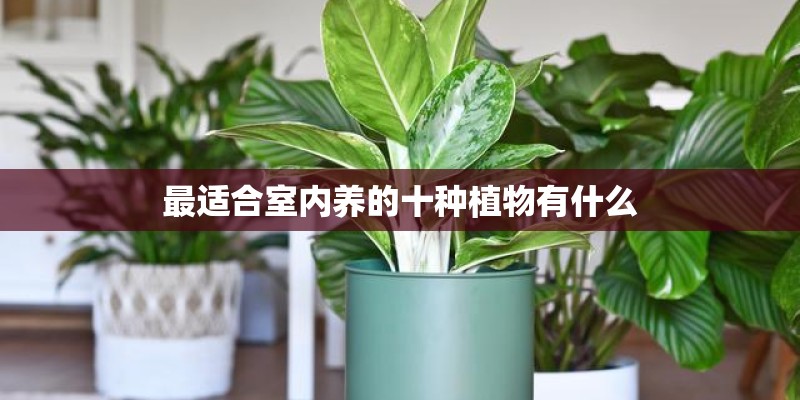 最适合室内养的十种植物有什么