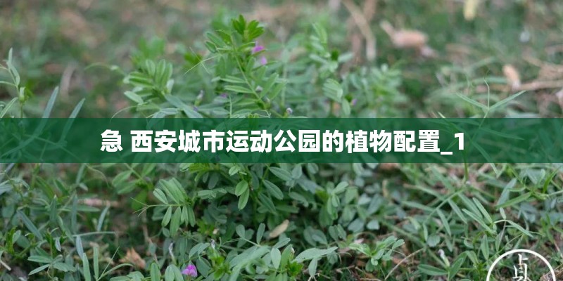 急 西安城市运动公园的植物配置_1