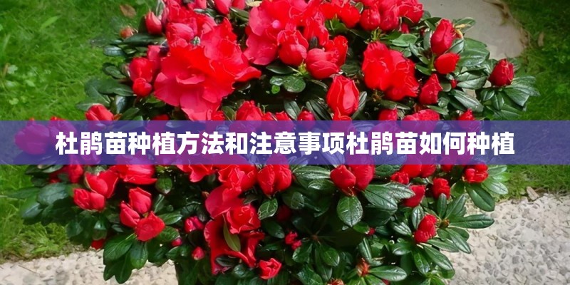 杜鹃苗种植方法和注意事项杜鹃苗如何种植