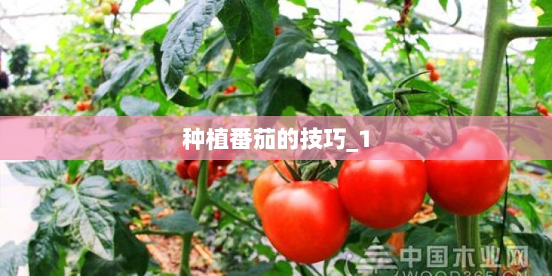 种植番茄的技巧_1