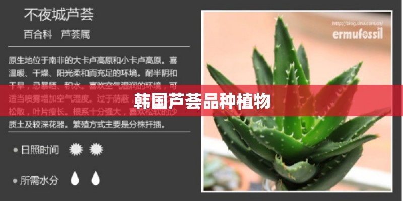 韩国芦荟品种植物