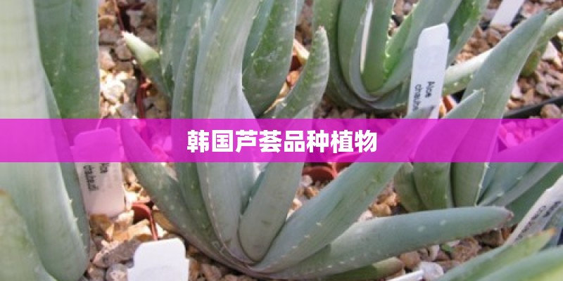韩国芦荟品种植物