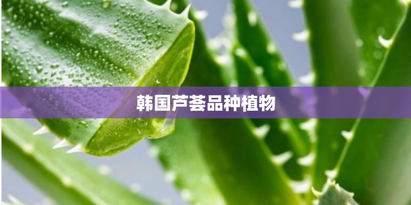 韩国芦荟品种植物