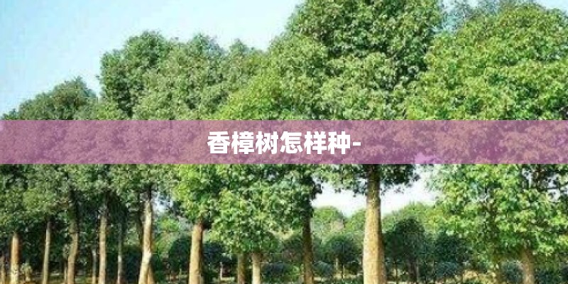 香樟树怎样种-