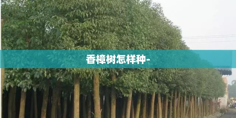 香樟树怎样种-