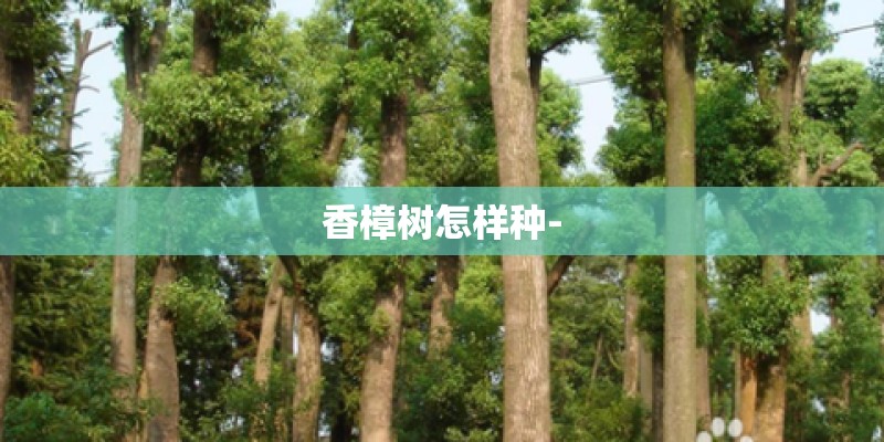 香樟树怎样种-