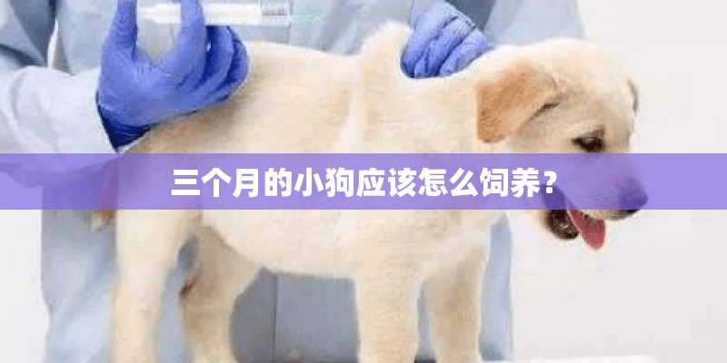 三个月的小狗应该怎么饲养？