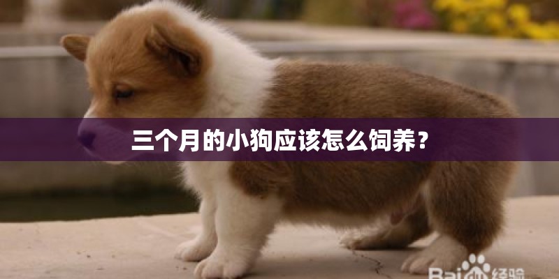 三个月的小狗应该怎么饲养？