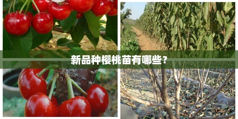 新品种樱桃苗有哪些？