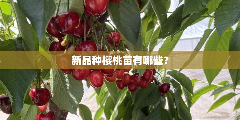 新品种樱桃苗有哪些？
