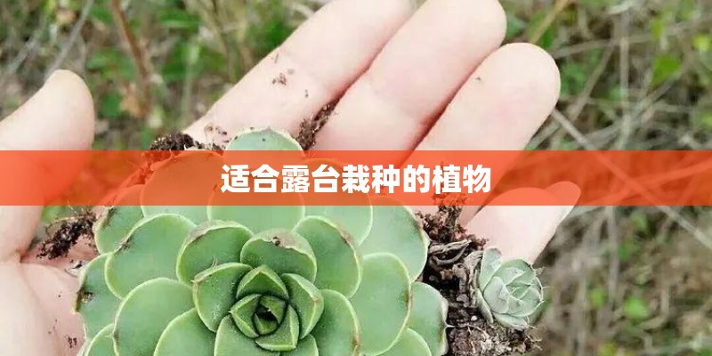 适合露台栽种的植物