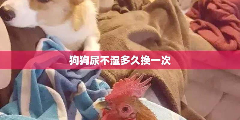 狗狗尿不湿多久换一次