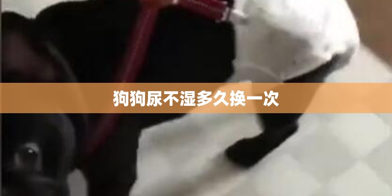 狗狗尿不湿多久换一次
