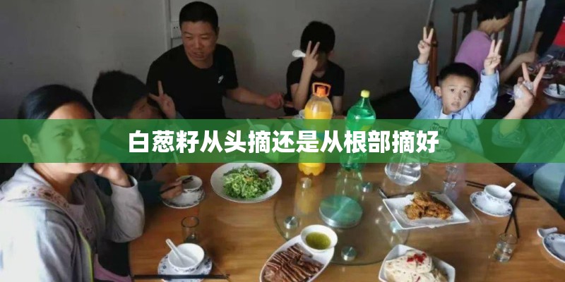 白葱籽从头摘还是从根部摘好