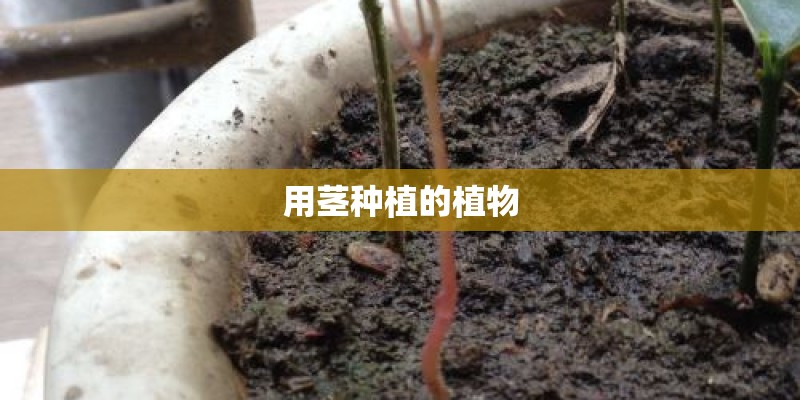 用茎种植的植物