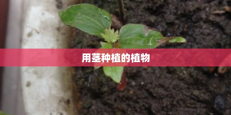 用茎种植的植物