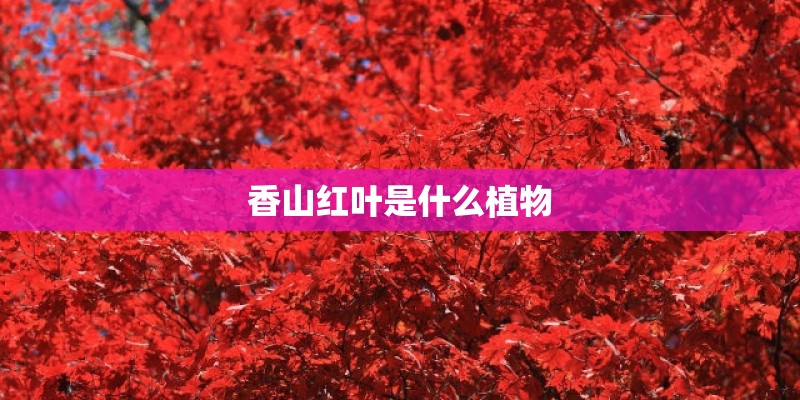 香山红叶是什么植物