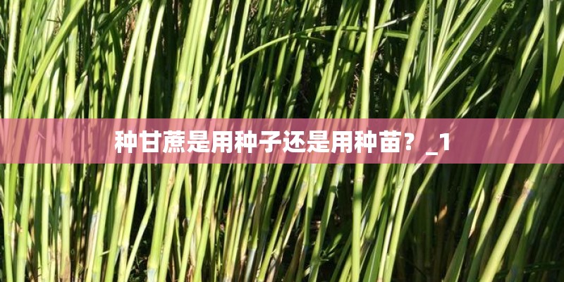 种甘蔗是用种子还是用种苗？_1