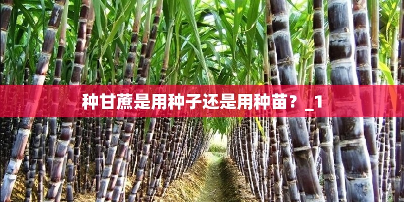 种甘蔗是用种子还是用种苗？_1