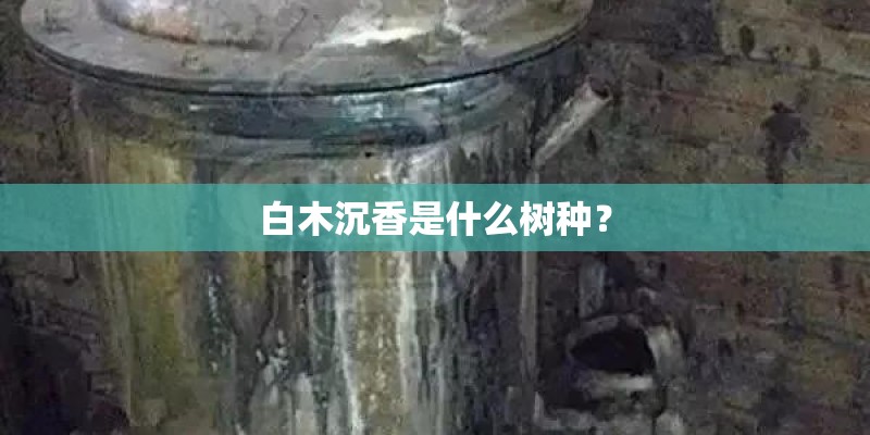 白木沉香是什么树种？