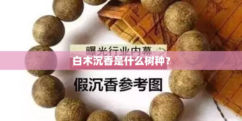白木沉香是什么树种？