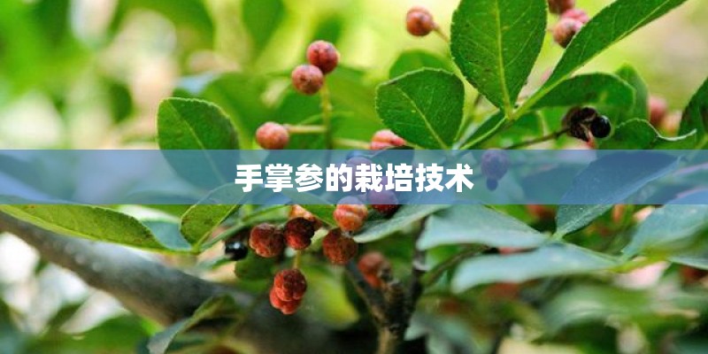 手掌参的栽培技术