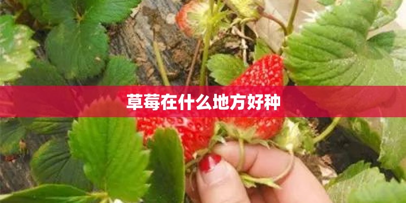草莓在什么地方好种