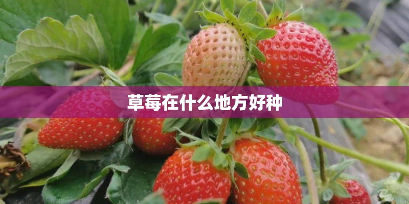 草莓在什么地方好种