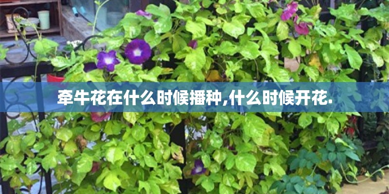 牵牛花在什么时候播种,什么时候开花.