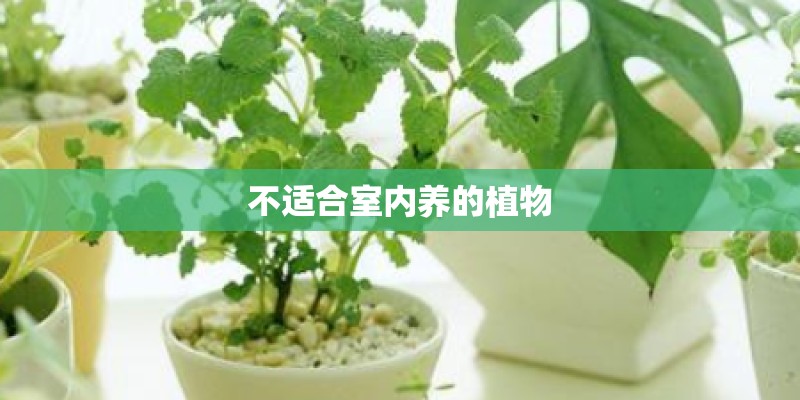 不适合室内养的植物