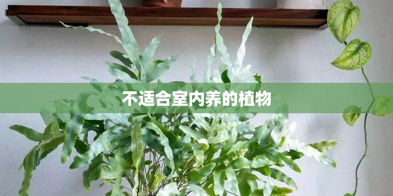 不适合室内养的植物