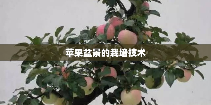 苹果盆景的栽培技术