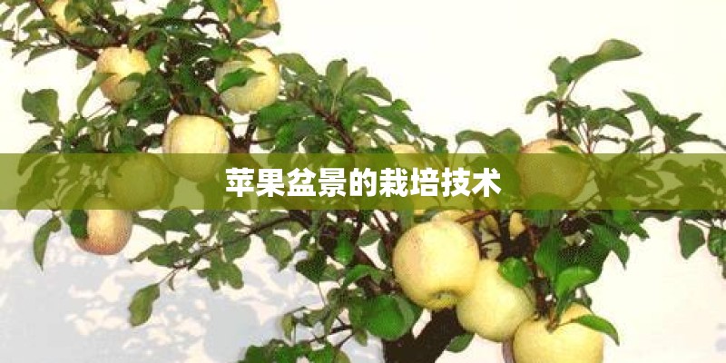 苹果盆景的栽培技术