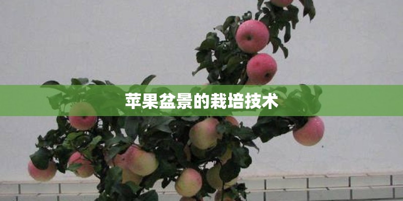 苹果盆景的栽培技术