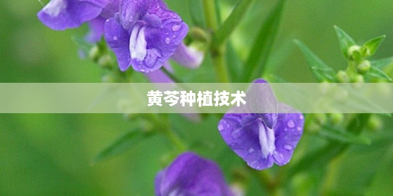 黄芩种植技术