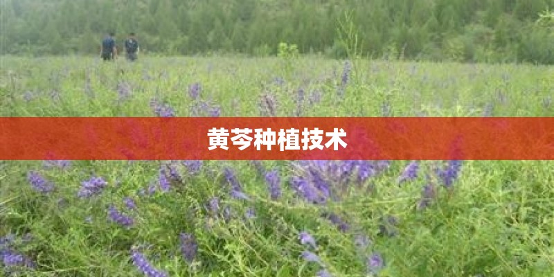 黄芩种植技术