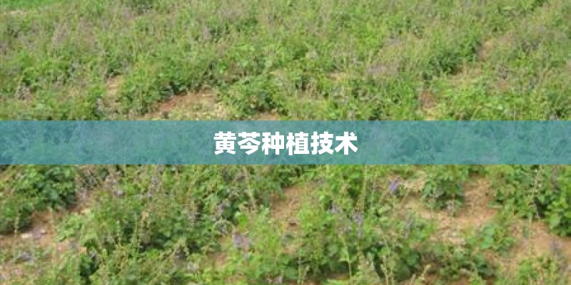 黄芩种植技术